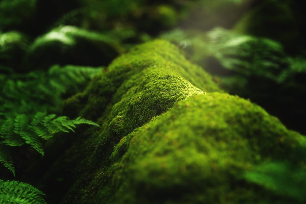 Mousse sur branche en forêt